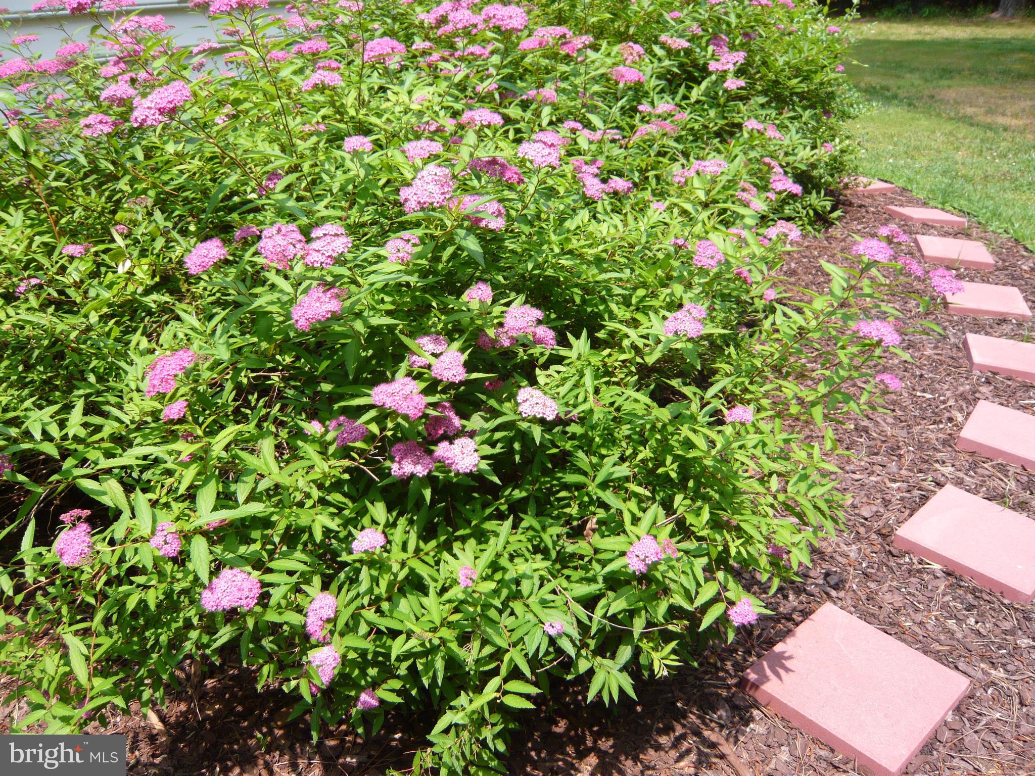 6815 Arvey Road Parsonsburg, MD 21849 - Photo 27 of 27 Flowering shrubs