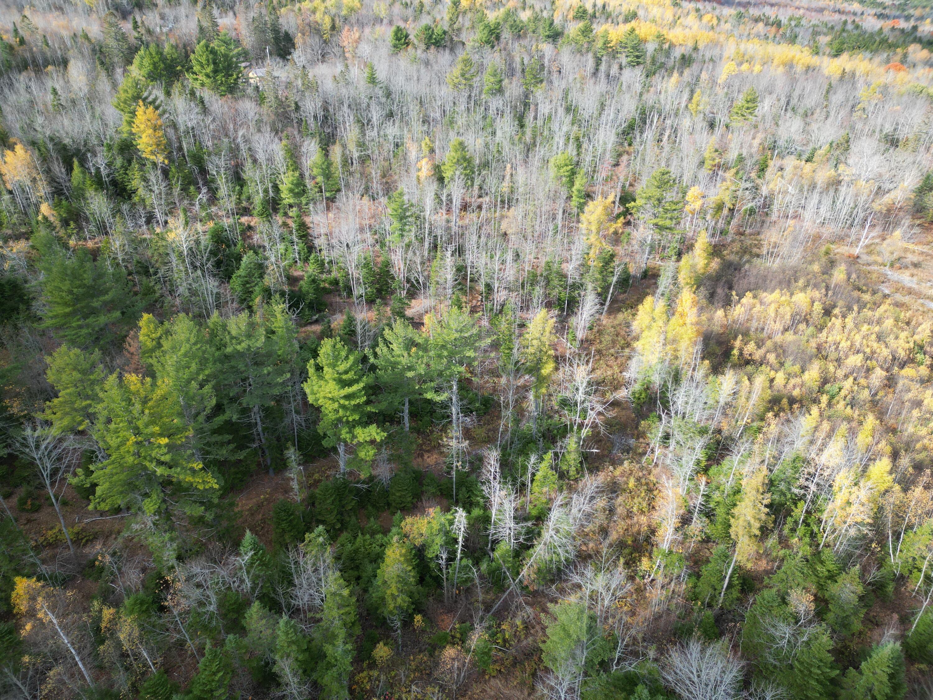 Lot 7 Off Main Road Topsfield, ME 04490 - Photo 13 of 28 DJI_0130