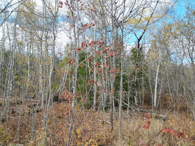 $84,900 | Lot 7 Off Main Road, Topsfield, ME 04490