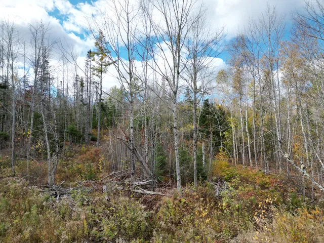 $84,900 | Lot 7 Off Main Road, Topsfield, ME 04490