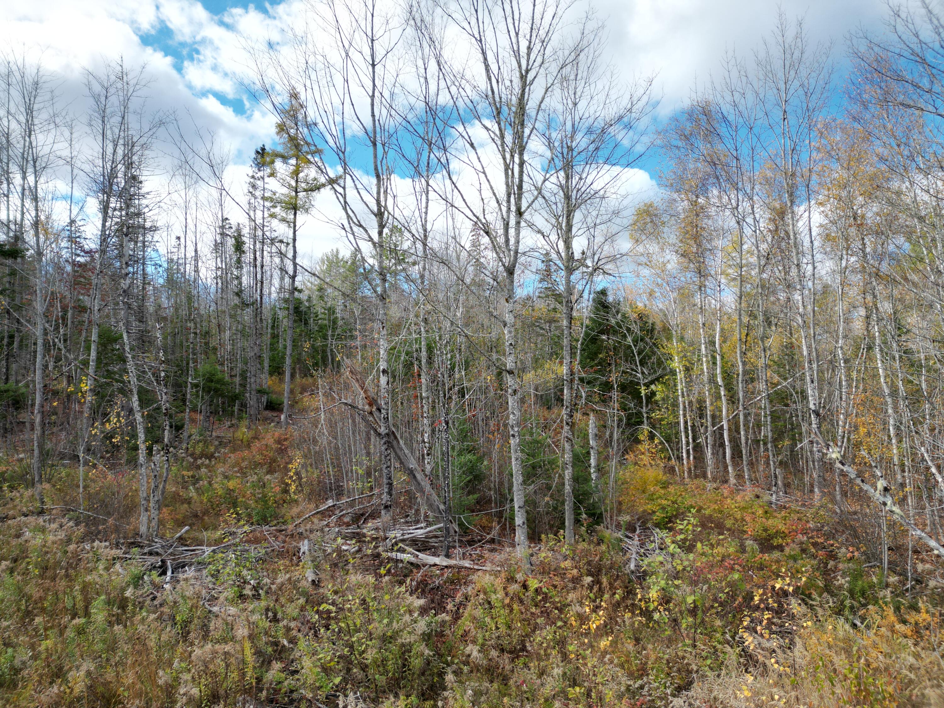 Lot 7 Off Main Road Topsfield, ME 04490 - Photo 6 of 28 DJI_0123