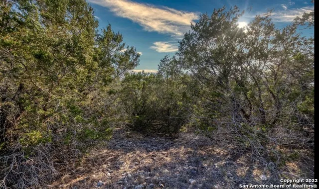a view of a forest that has a tree