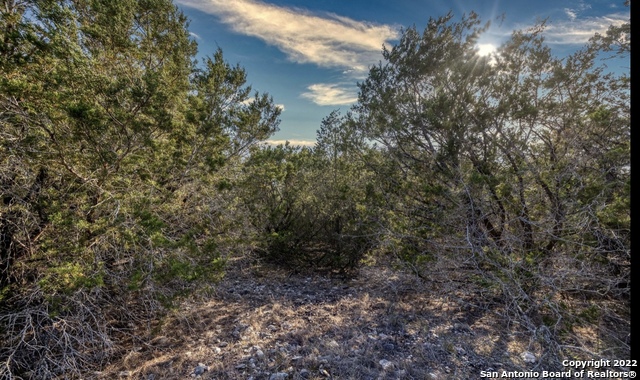 24 Leona Ranch Brackettville, TX 78832 - Photo 12 of 23 a view of a forest that has a tree