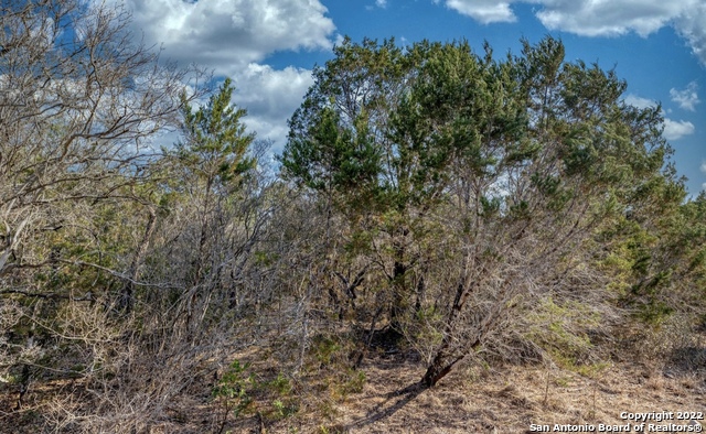 24 Leona Ranch Brackettville, TX 78832 - Photo 13 of 23 a close up of a plant