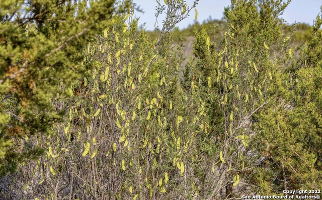 24 Leona Ranch Brackettville, TX 78832 - Photo 17 of 23