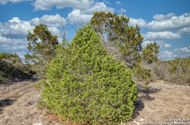 24 Leona Ranch Brackettville, TX 78832 - Photo 18 of 23 a view of a garden with plants