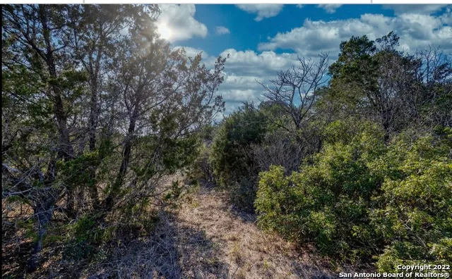 a view of a forest with lots of trees