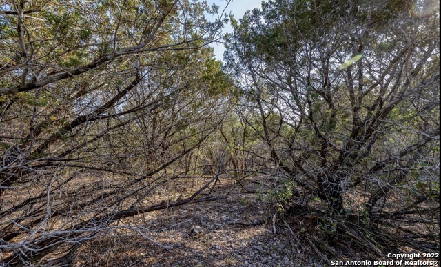 24 Leona Ranch Brackettville, TX 78832 - Photo 10 of 23 a picture of tree