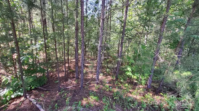 a view of a lush green forest