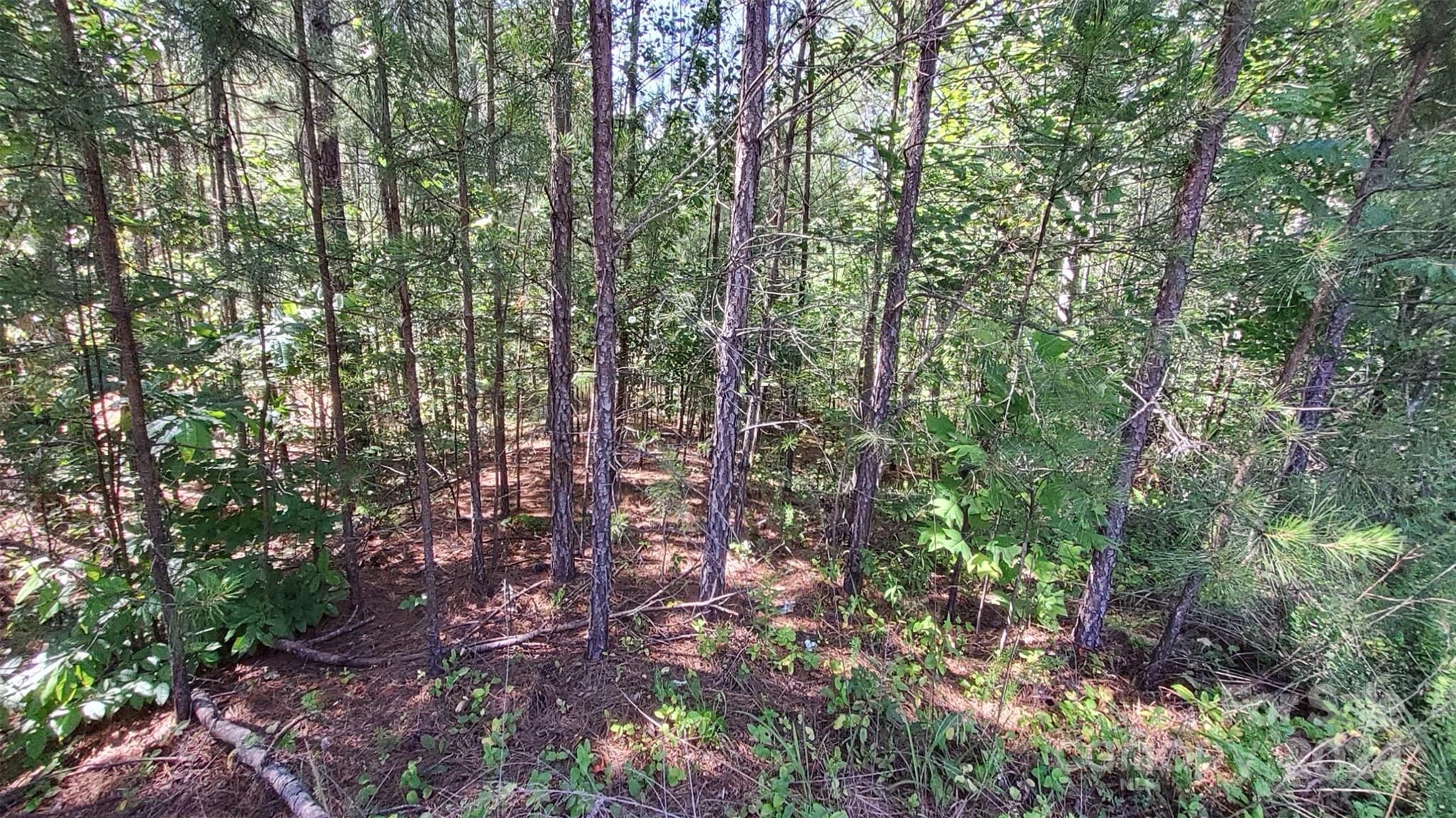 0 Ashley Court, Unit 7 Mill Spring, NC 28756 - Photo 11 of 20 a view of forest