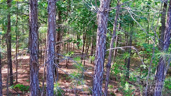 a view of a lush green forest