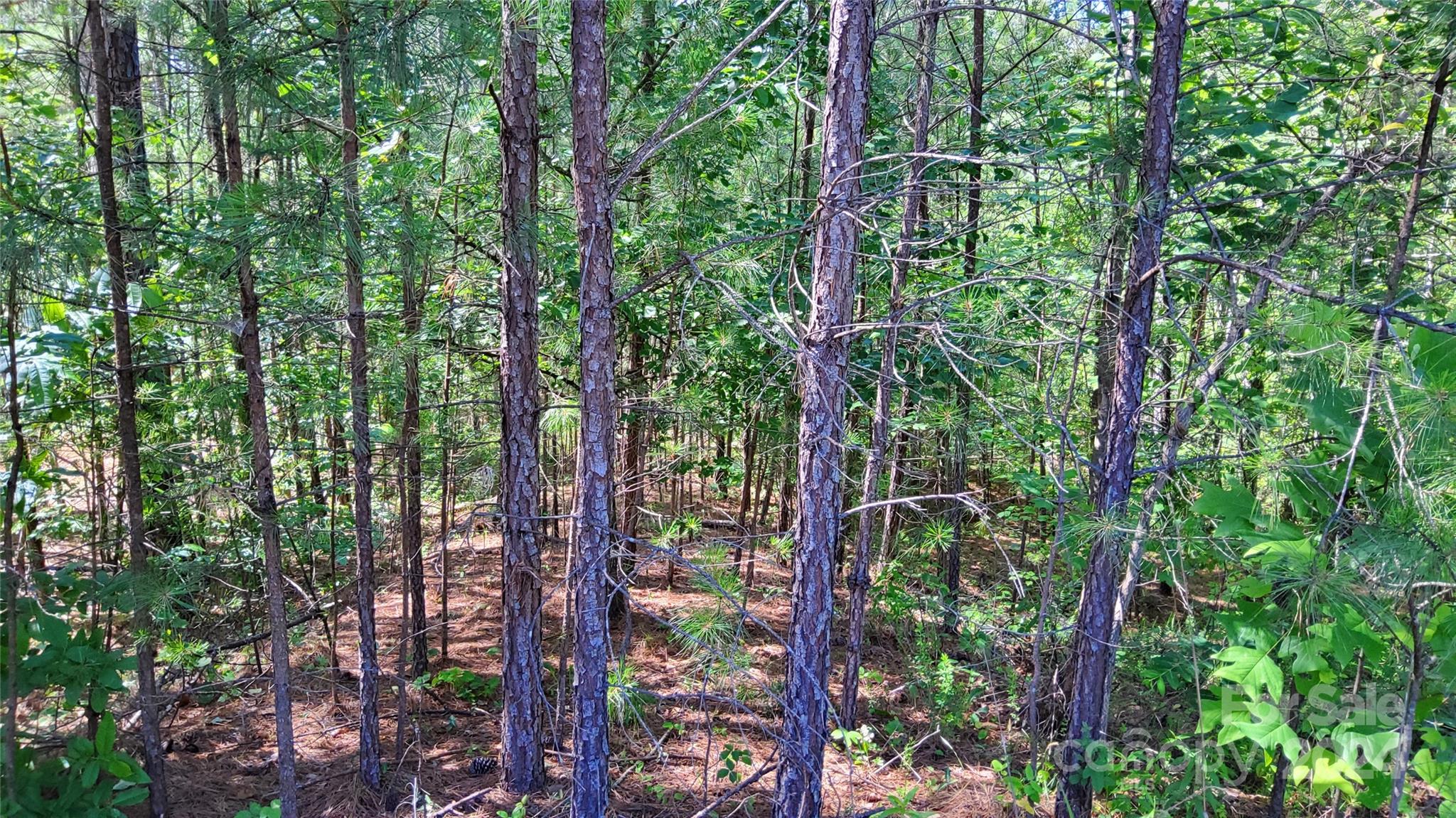 0 Ashley Court, Unit 7 Mill Spring, NC 28756 - Photo 13 of 20 a view of forest