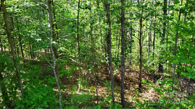 a view of a yard with plants and large trees