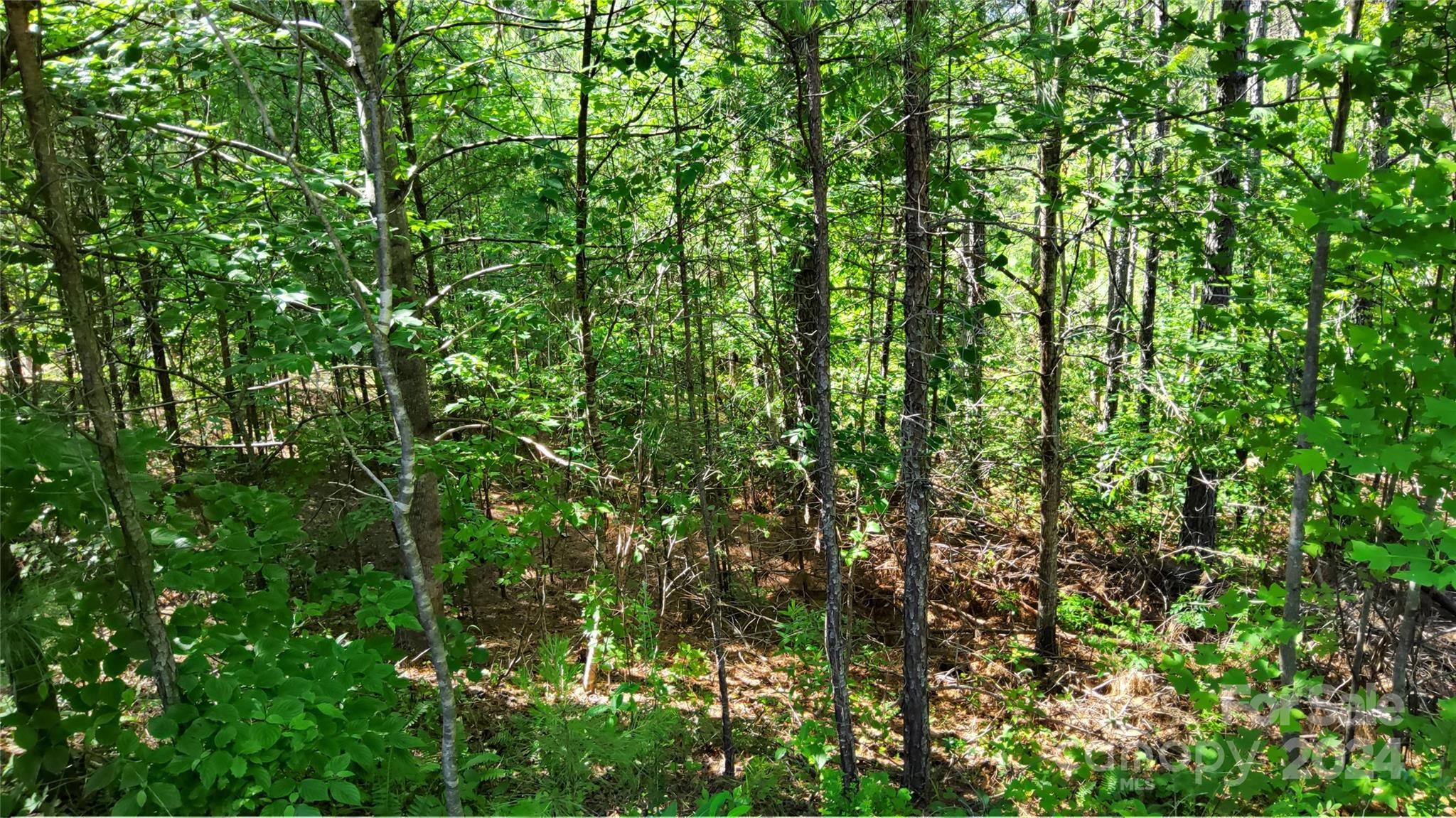 0 Ashley Court, Unit 7 Mill Spring, NC 28756 - Photo 14 of 20 a view of a lush green forest