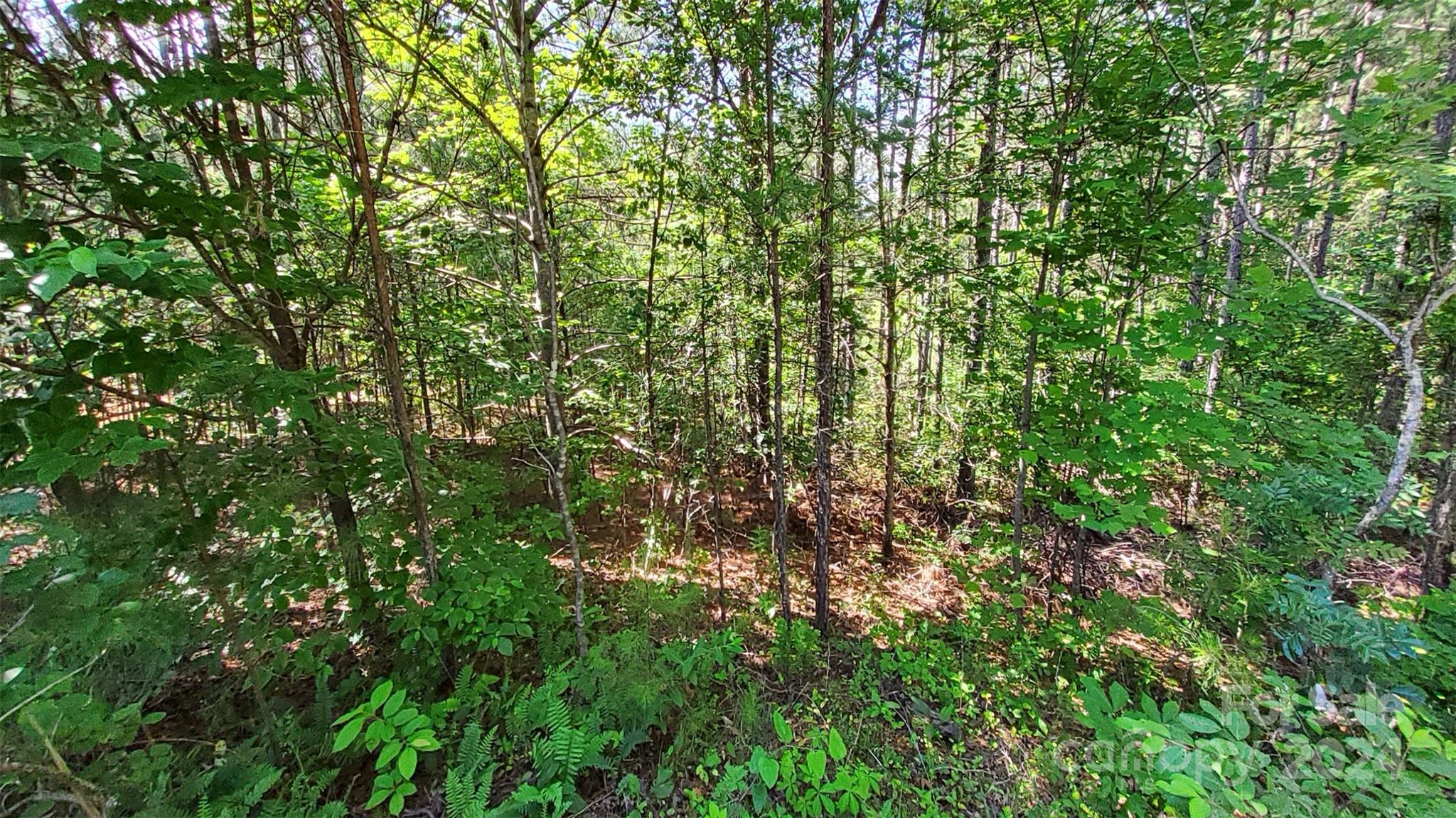 0 Ashley Court, Unit 7 Mill Spring, NC 28756 - Photo 15 of 20 a view of a lush green forest