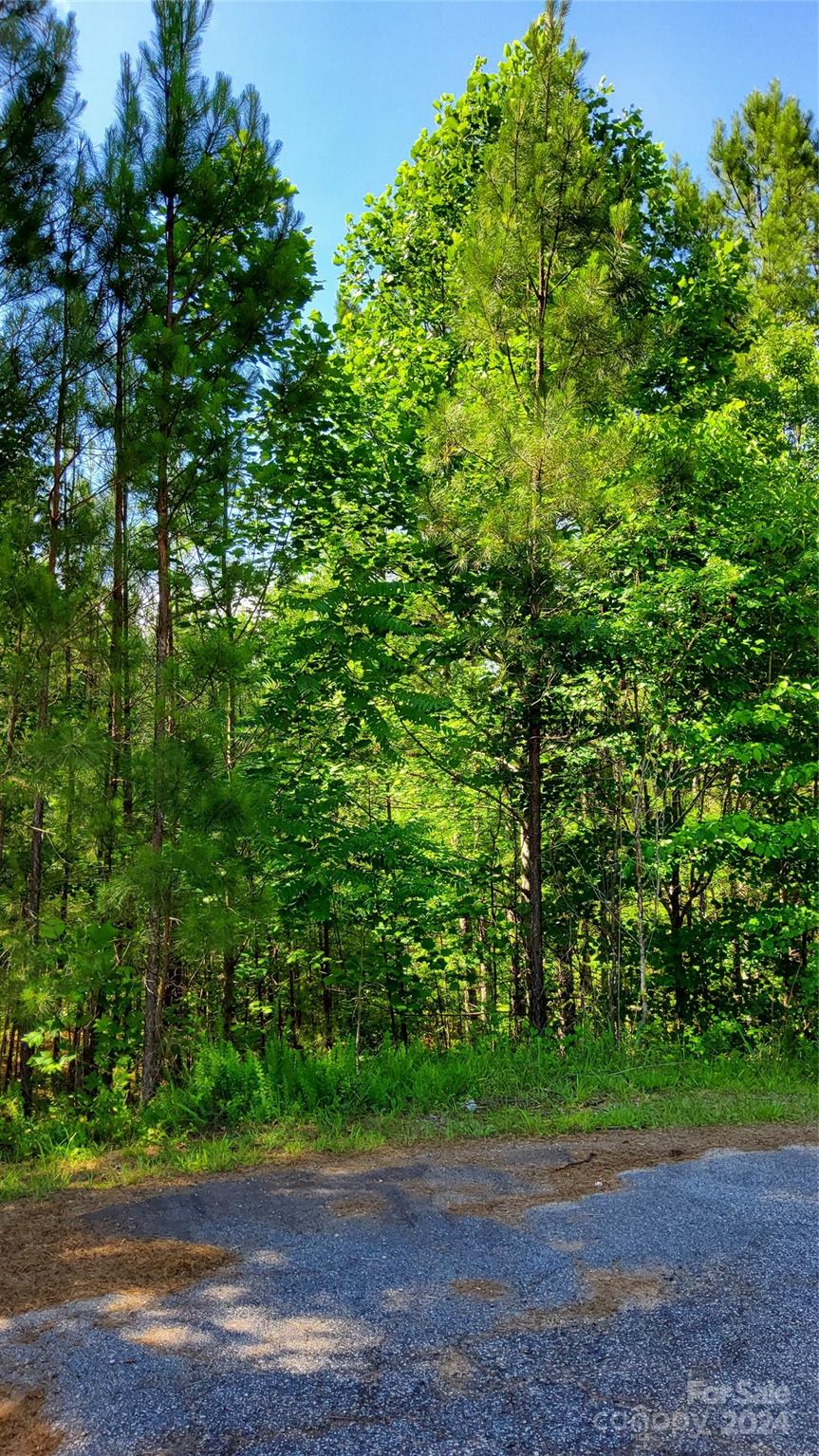 0 Ashley Court, Unit 7 Mill Spring, NC 28756 - Photo 16 of 20 a view of a yard with plants and trees
