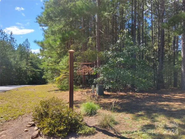 a view of a lush green forest