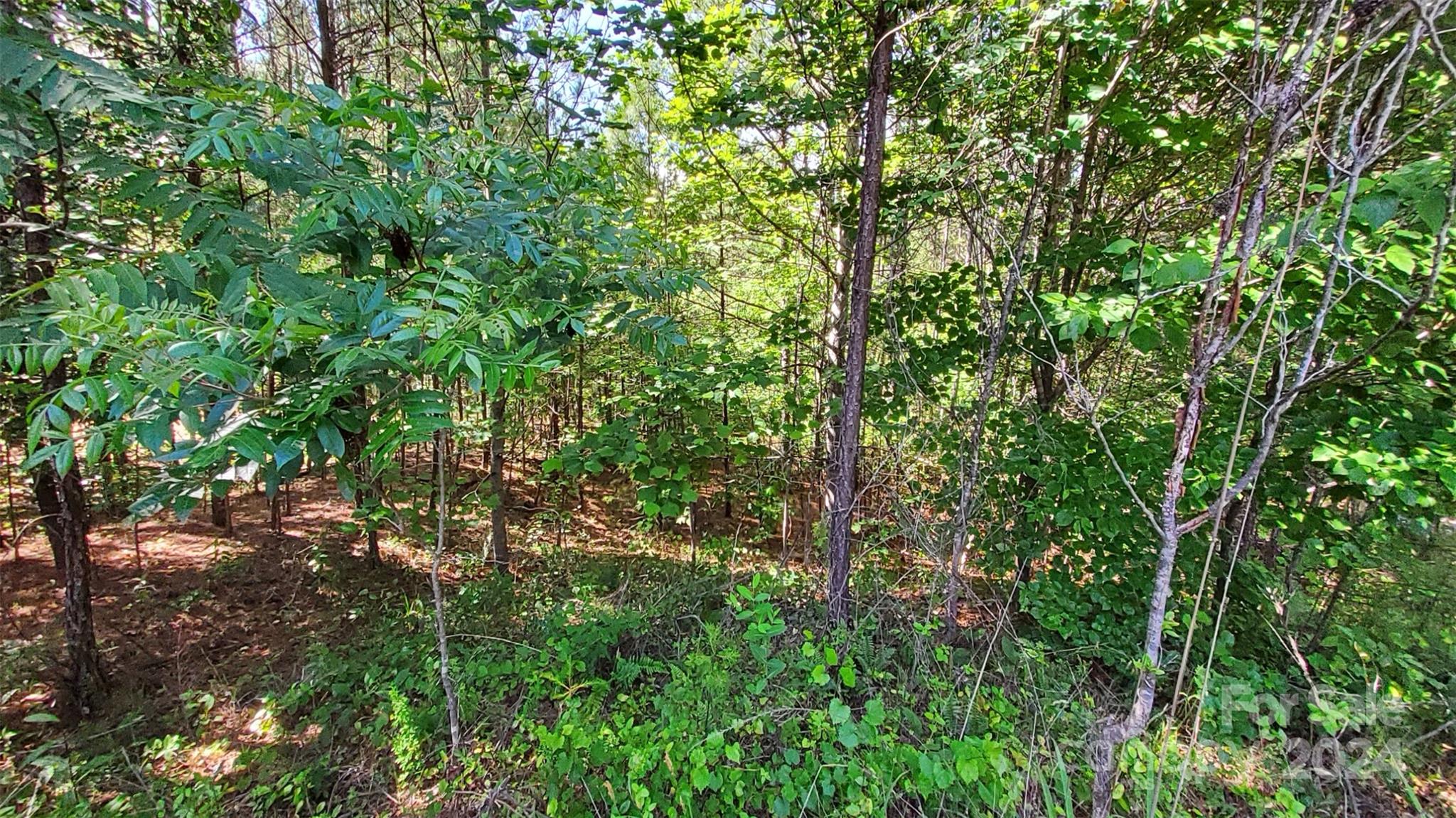 0 Ashley Court, Unit 7 Mill Spring, NC 28756 - Photo 9 of 20 a view of a lush green forest
