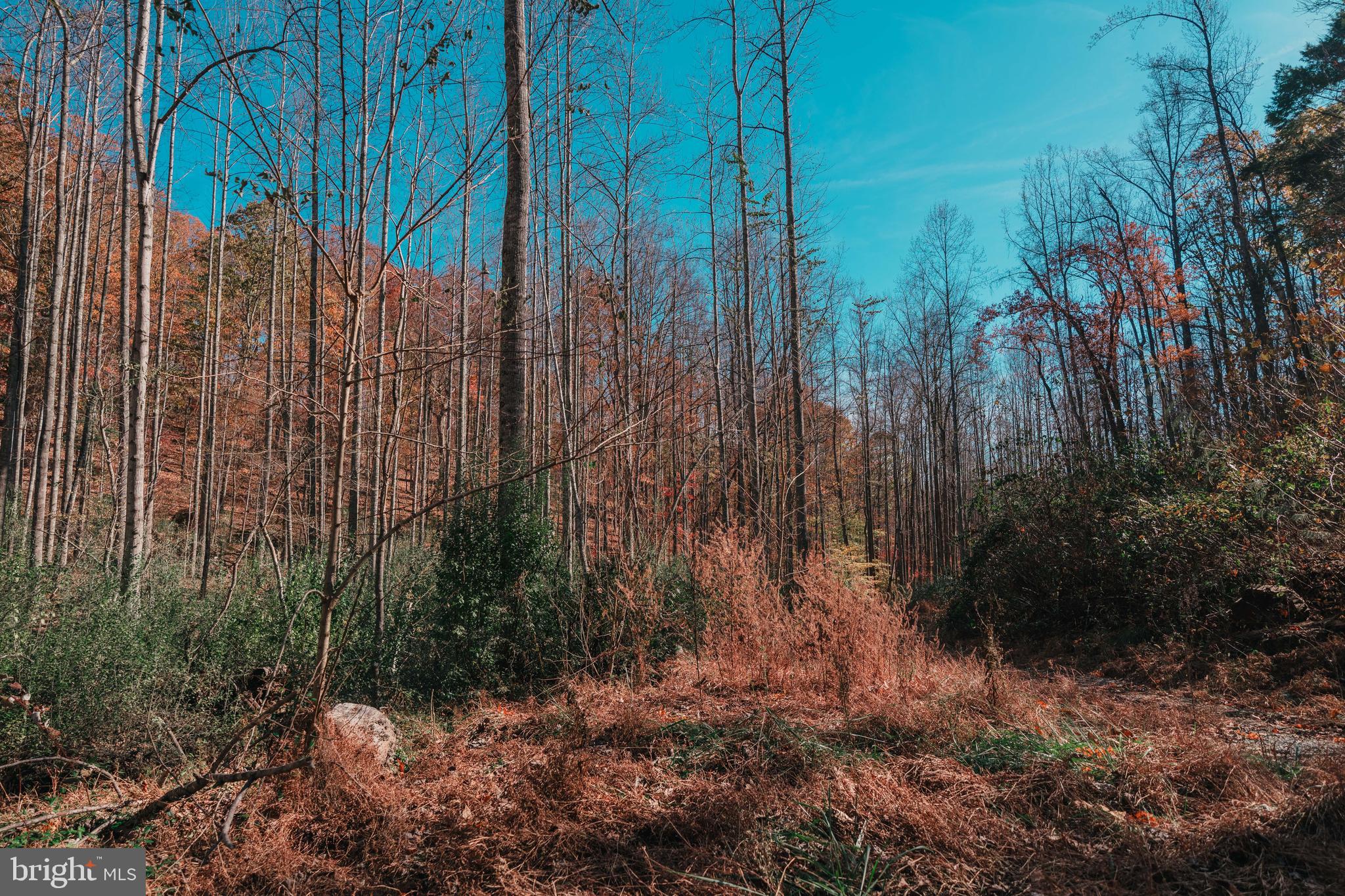 Poorhouse Road Charlottesville, VA 22903 - Photo 10 of 27 Gallery Image 10