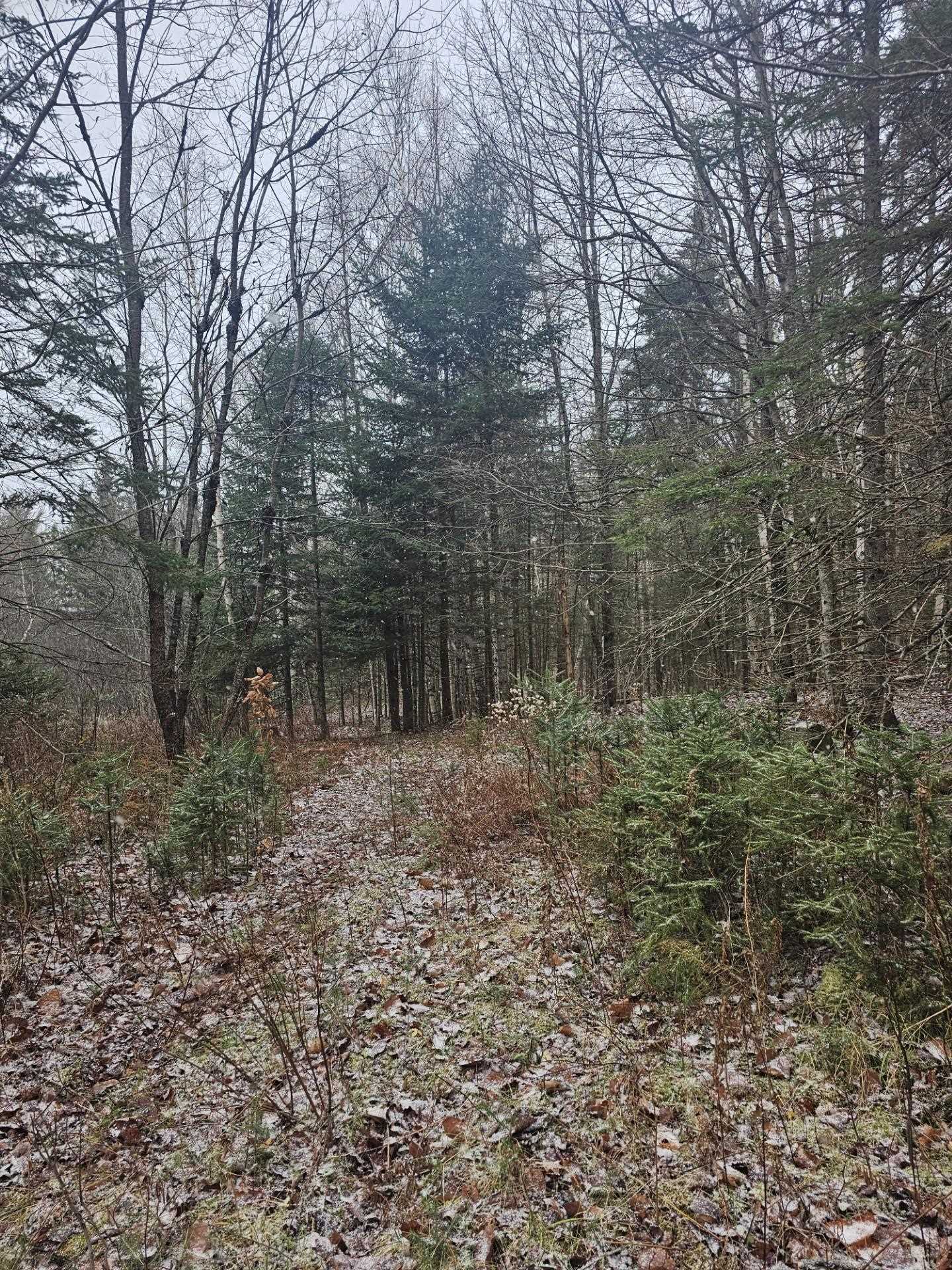 461 Hill Road, Unit MAP R14 LOT 4 ( LAND ONLY) Dummer, NH 03588 - Photo 4 of 8 Gallery Image 4