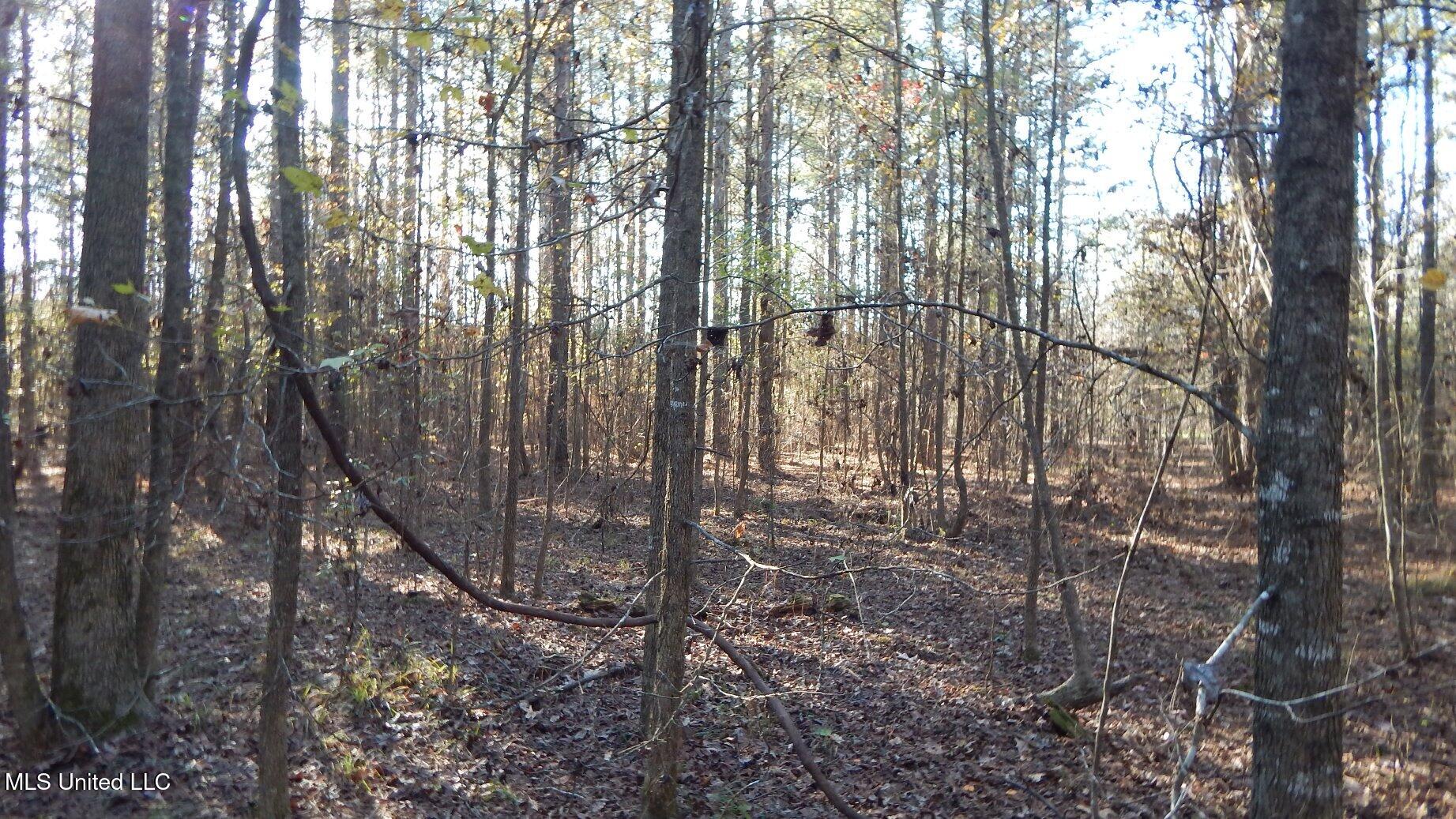 4561 Ennis Road Starkville, MS 39759 - Photo 11 of 18 DSCN6348