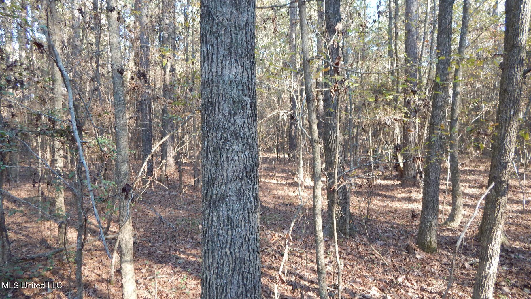 4561 Ennis Road Starkville, MS 39759 - Photo 13 of 18 DSCN6350