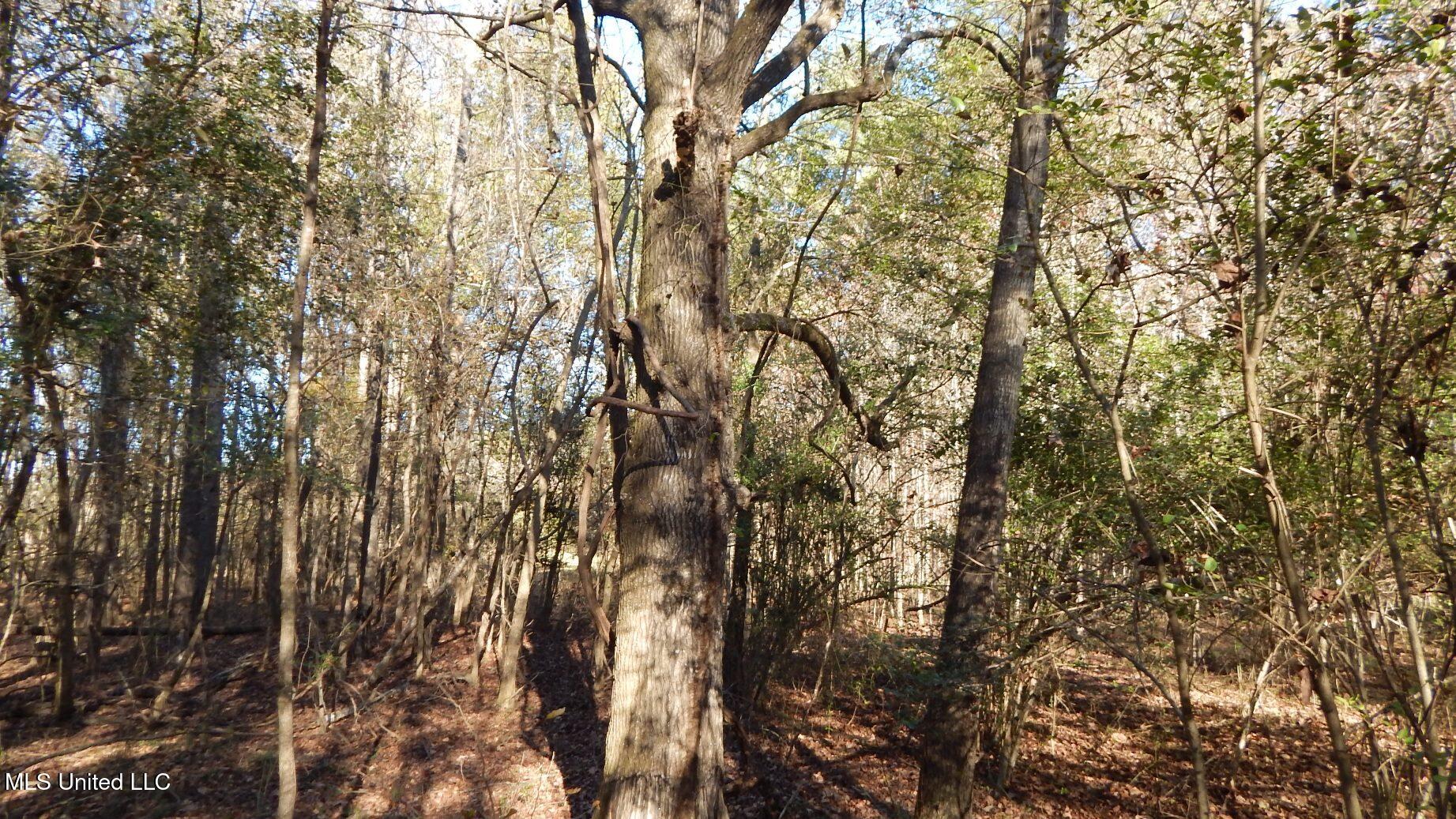 4561 Ennis Road Starkville, MS 39759 - Photo 14 of 18 DSCN6351