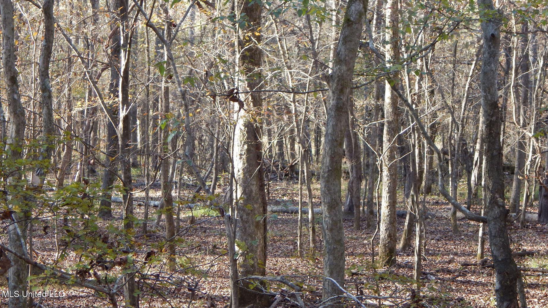 4561 Ennis Road Starkville, MS 39759 - Photo 15 of 18 DSCN6352