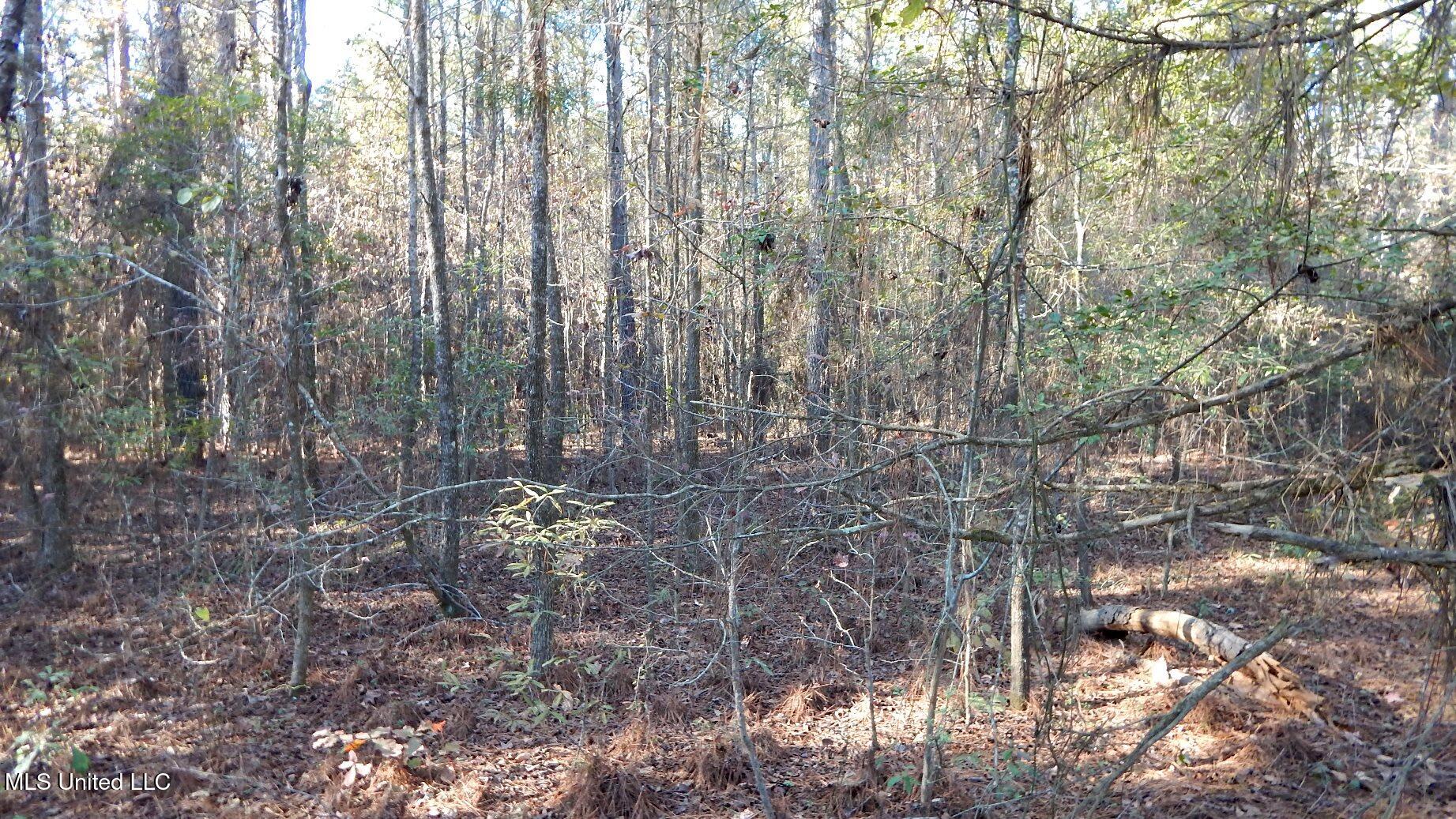 4561 Ennis Road Starkville, MS 39759 - Photo 4 of 18 DSCN6340