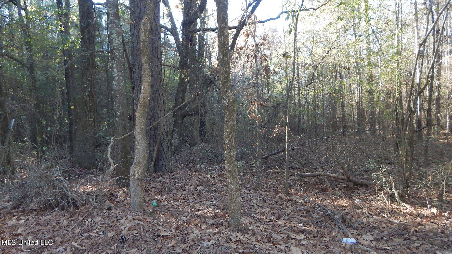 4561 Ennis Road Starkville, MS 39759 - Photo 8 of 18 DSCN6344