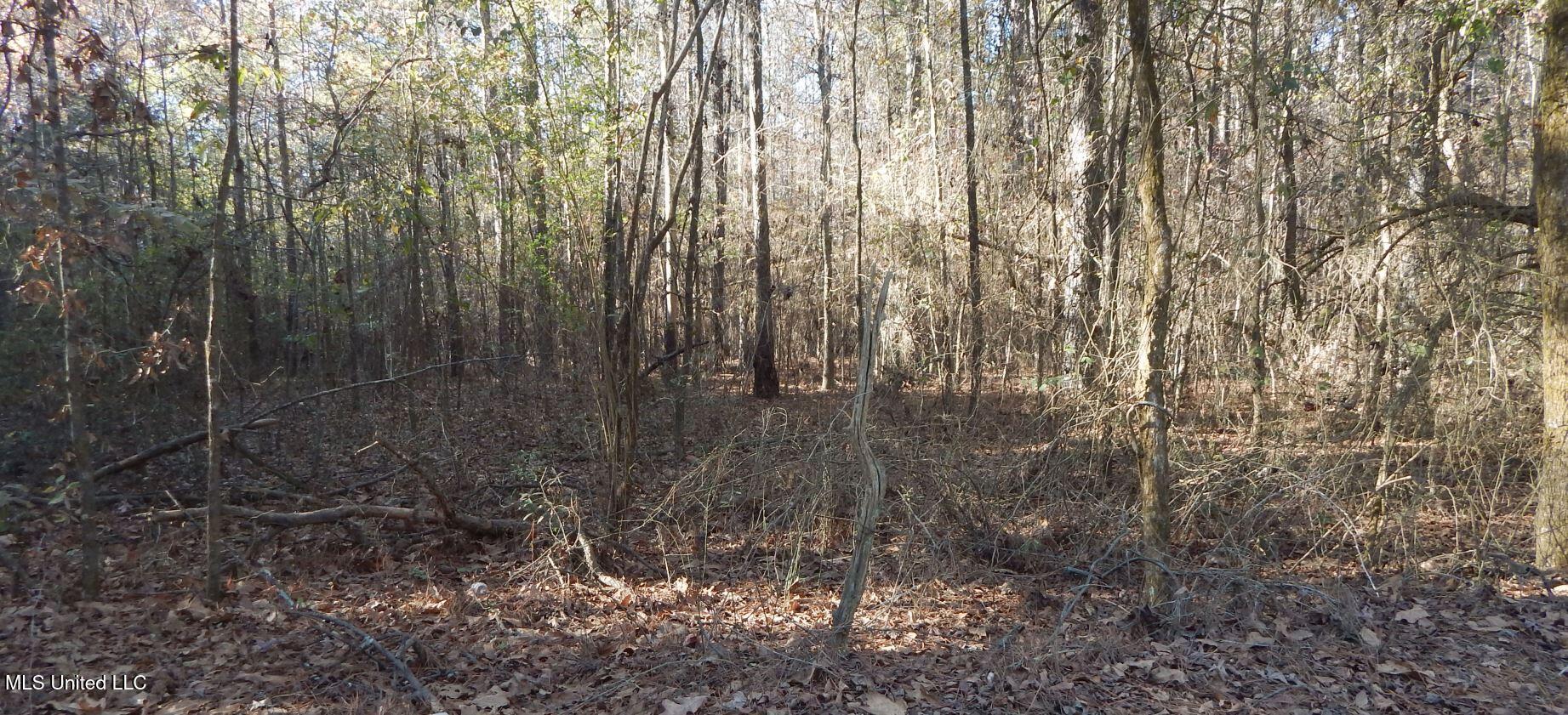 4561 Ennis Road Starkville, MS 39759 - Photo 9 of 18 DSCN6345