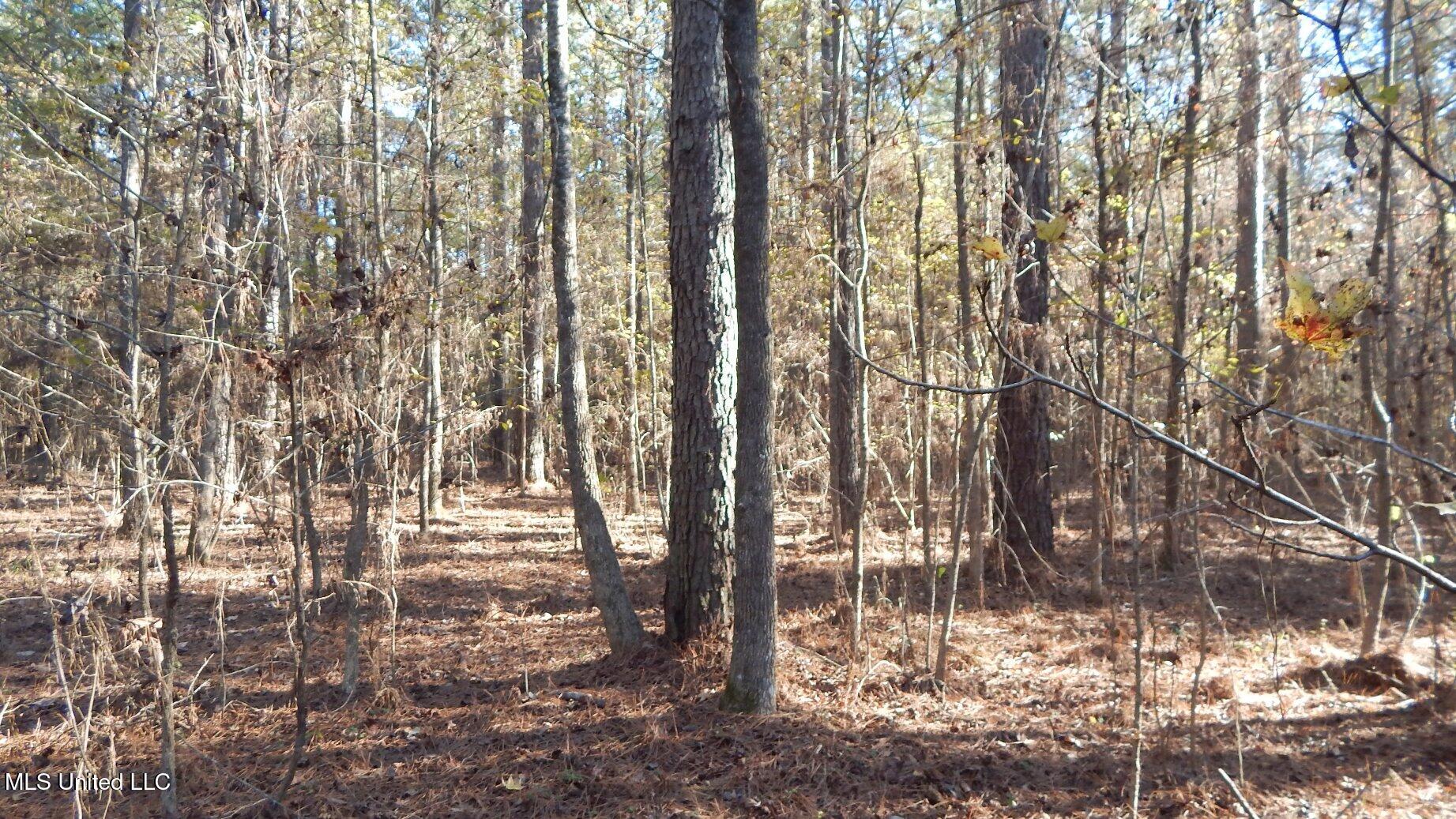 4561 Ennis Road Starkville, MS 39759 - Photo 10 of 18 DSCN6346