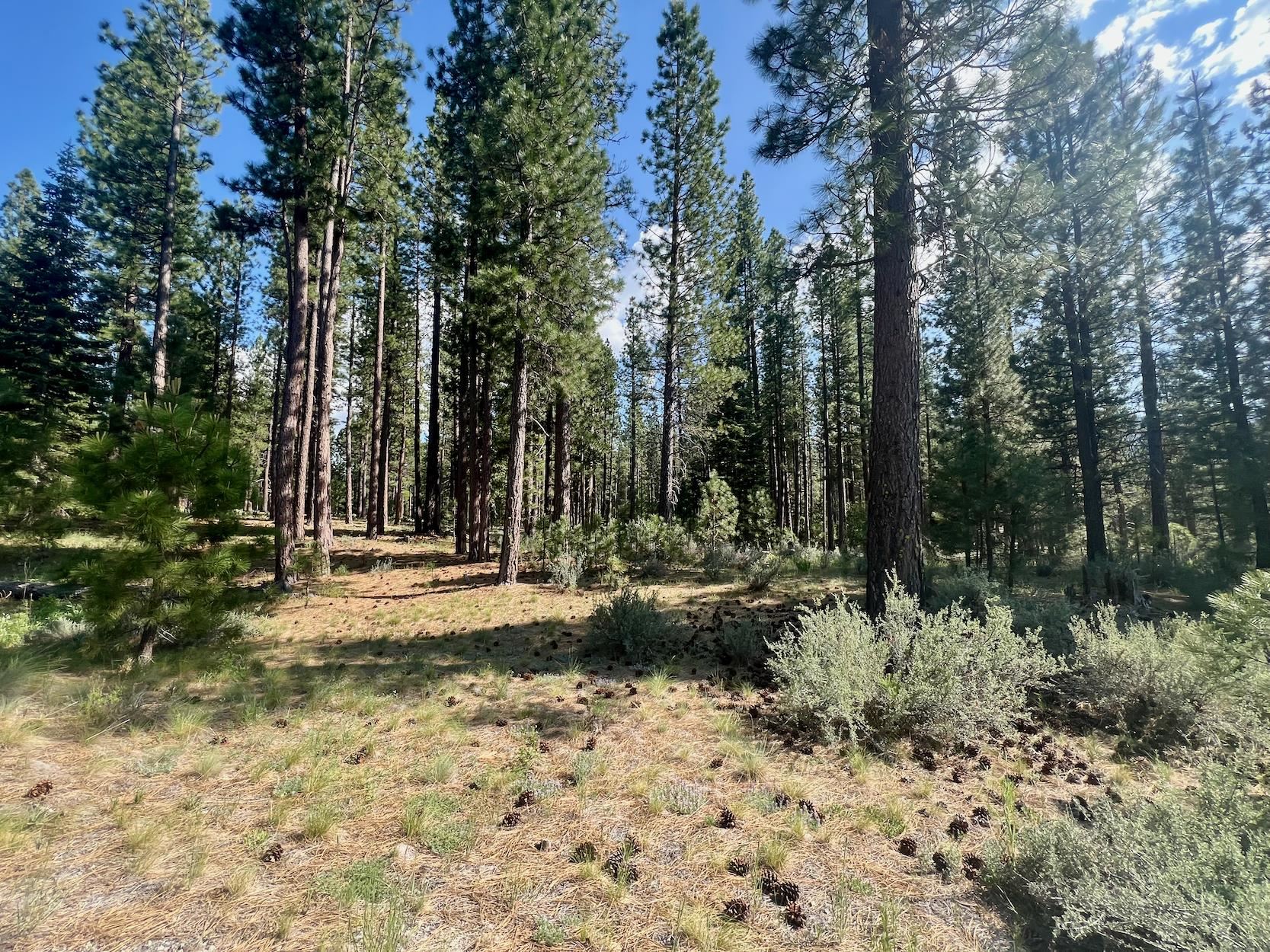 670 Redtail Loop Road Clio, CA 96106 - Photo 2 of 29