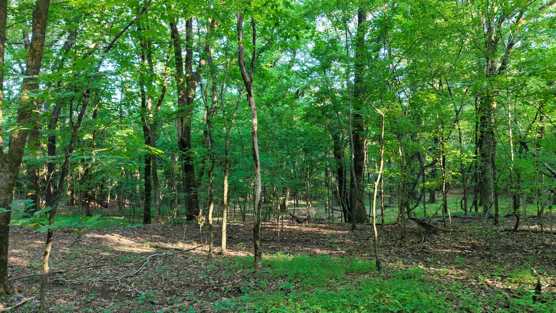 0 Harrell Road Arlington, TN 38002 - Photo 19 of 29 Gallery Image 19