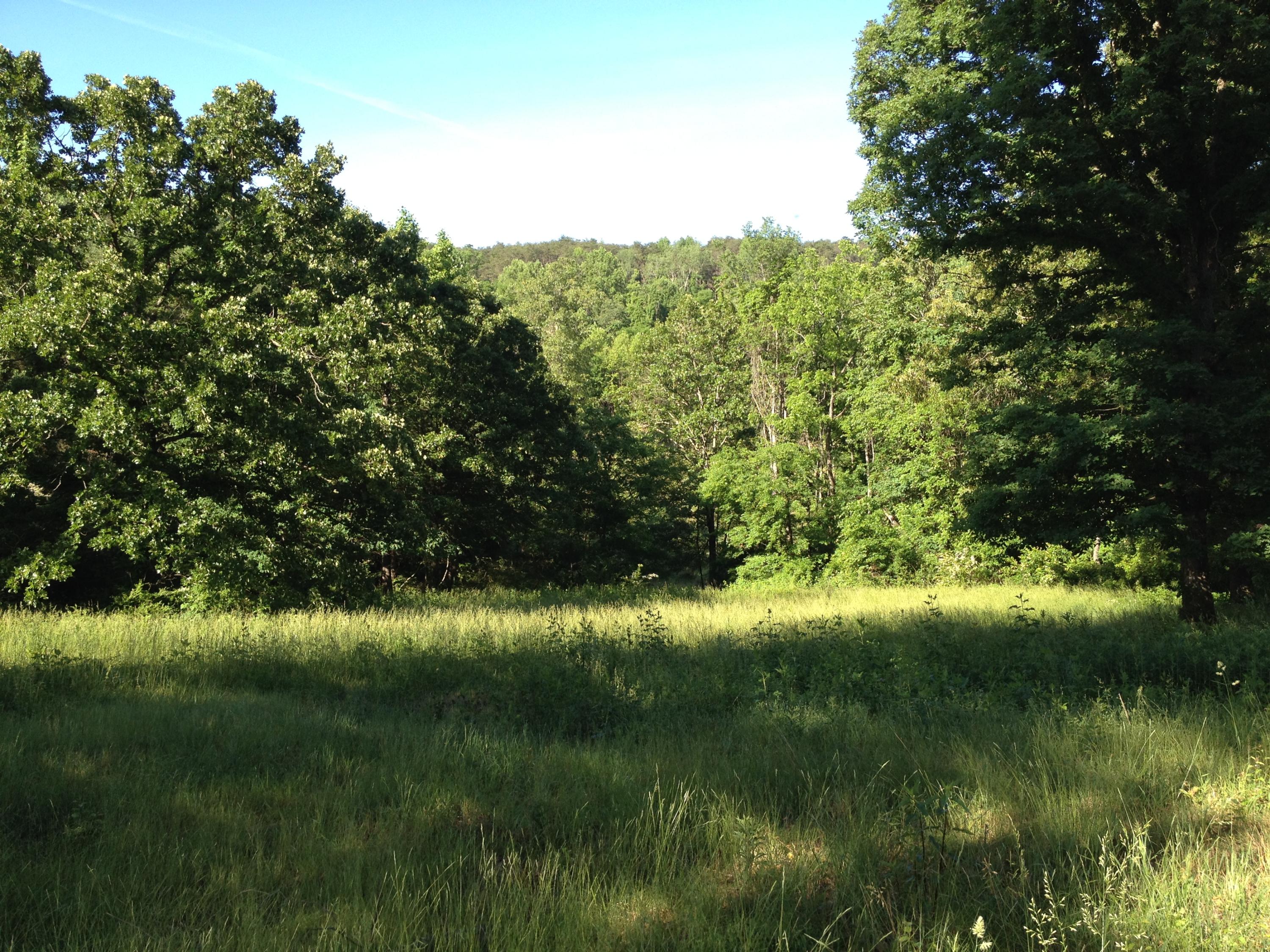 Off Friends Station Road New Market, TN 37820 - Photo 12 of 40 IMG_4138