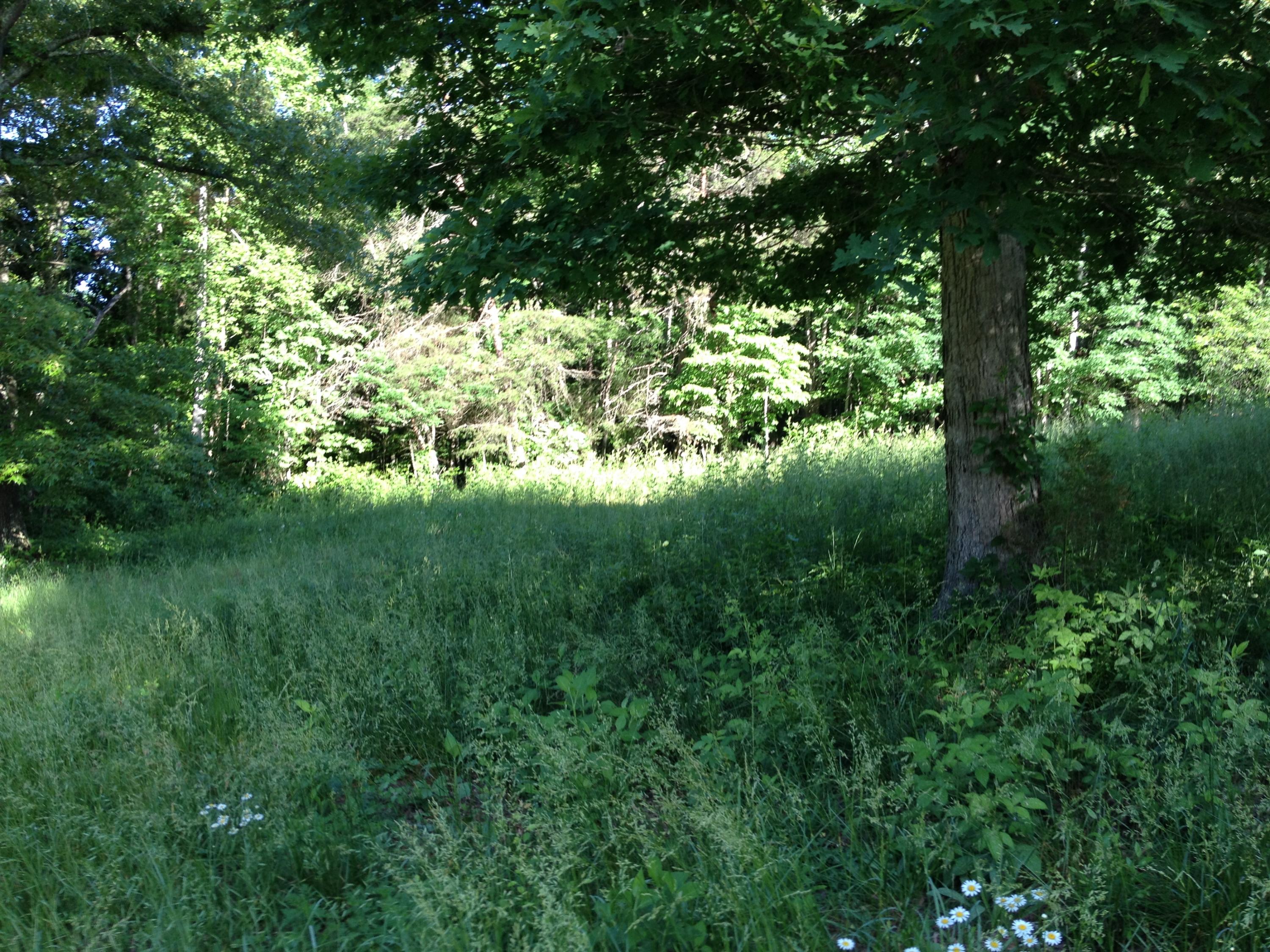 Off Friends Station Road New Market, TN 37820 - Photo 15 of 40 IMG_4141
