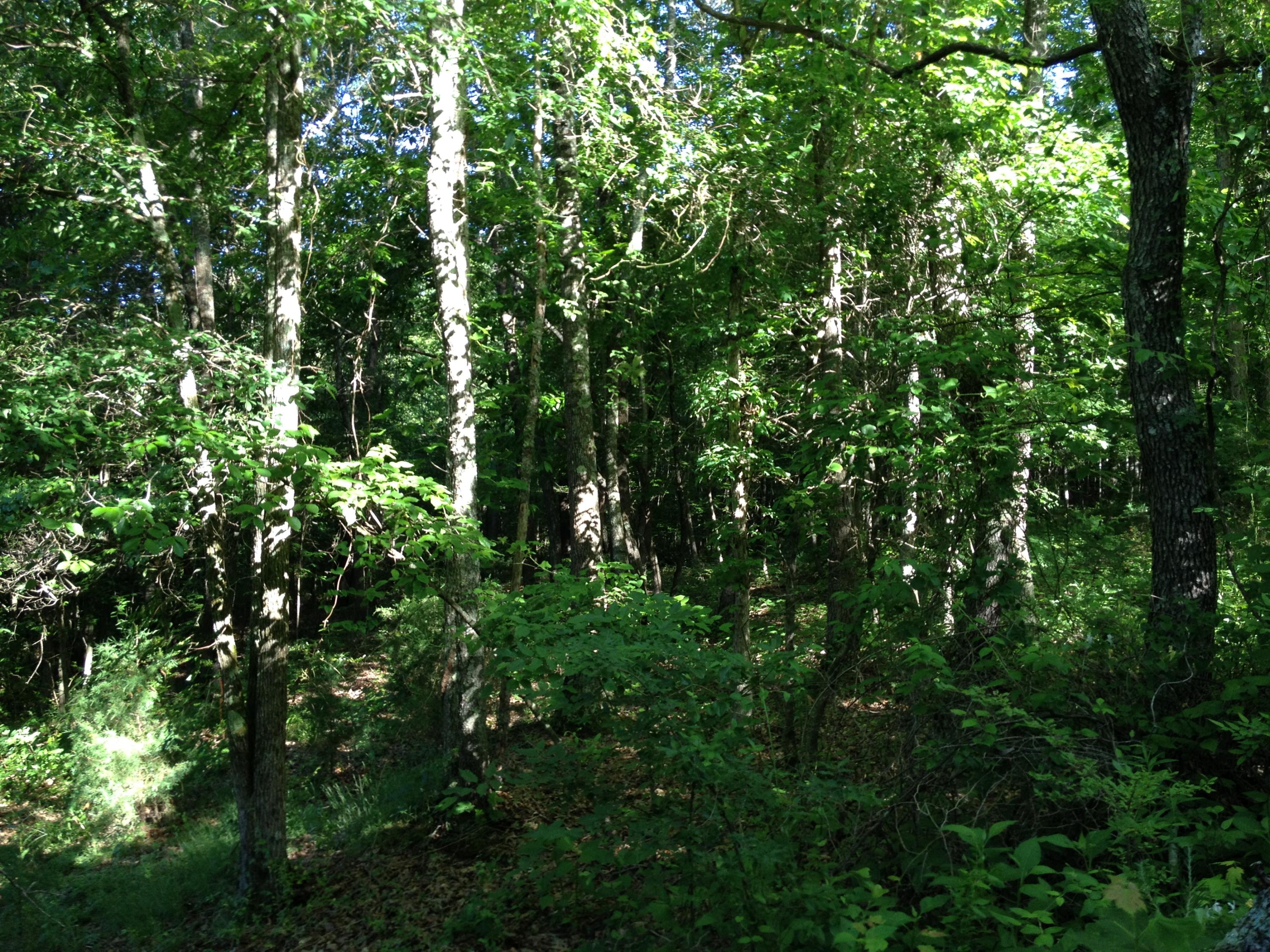 Off Friends Station Road New Market, TN 37820 - Photo 20 of 40 IMG_4146