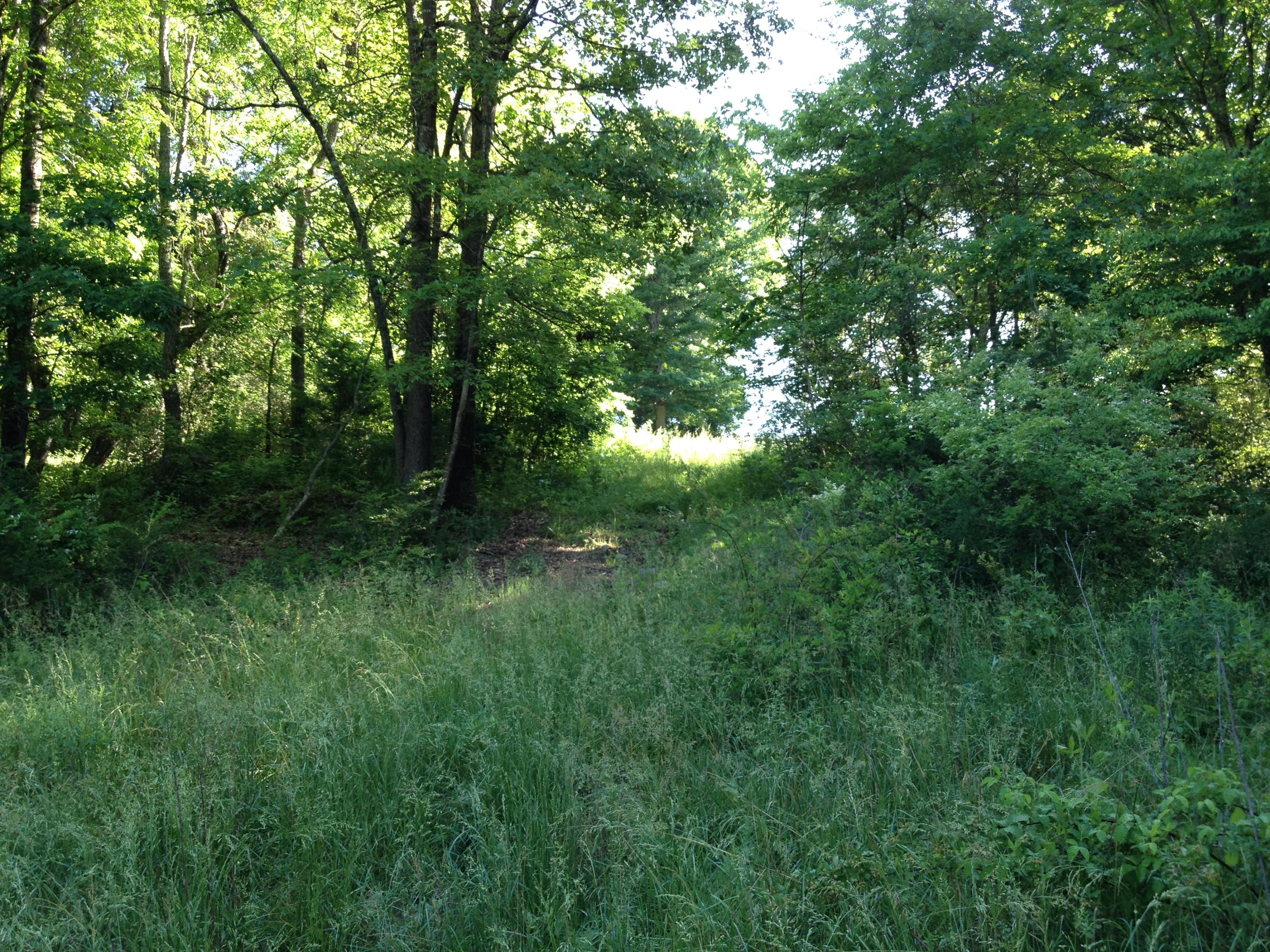 Off Friends Station Road New Market, TN 37820 - Photo 22 of 40 IMG_4148