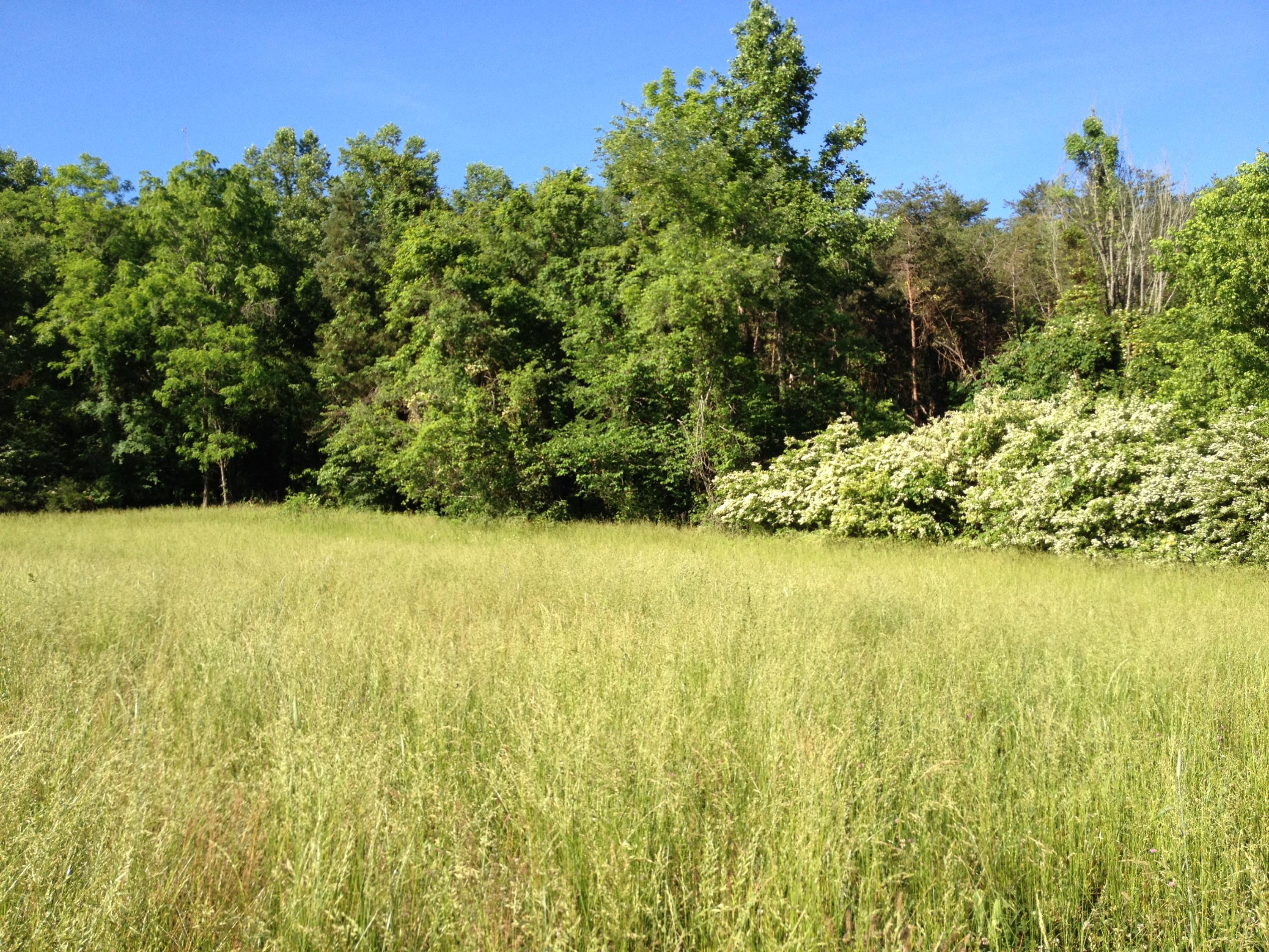 Off Friends Station Road New Market, TN 37820 - Photo 35 of 40 IMG_4161