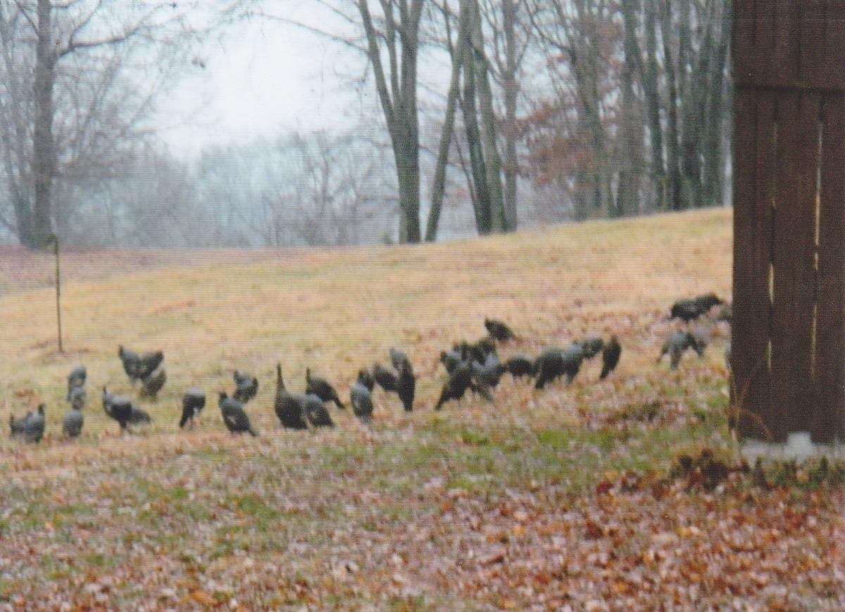 Off Friends Station Road New Market, TN 37820 - Photo 38 of 40 MikelsTurkeys1