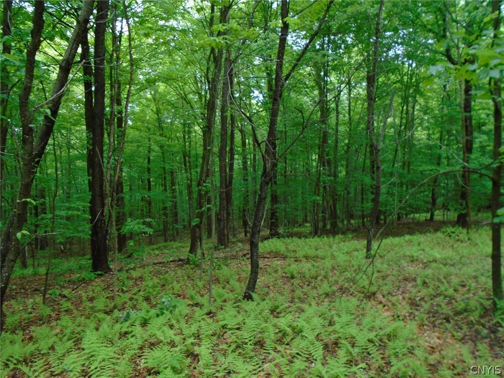 Lot A Pitcher Hill Road Pitcher, NY 13136 - Photo 8 of 13 Gallery Image 8