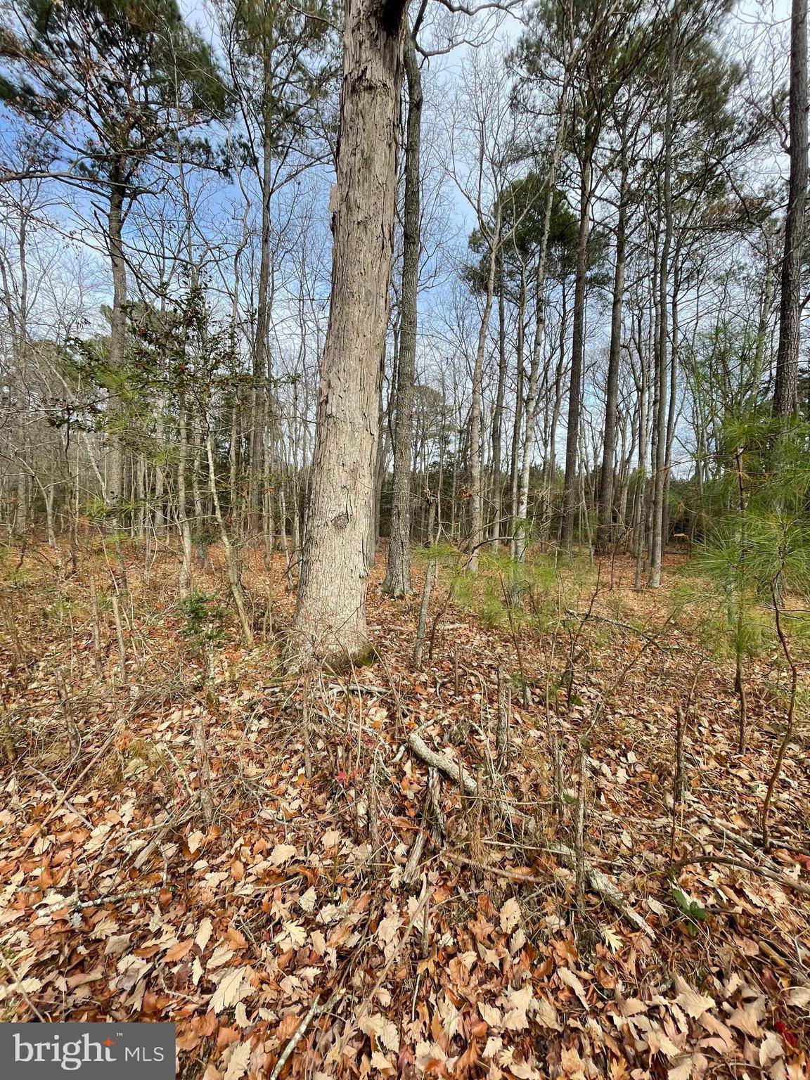 13220 New Road Princess Anne, MD 21853 - Photo 14 of 16