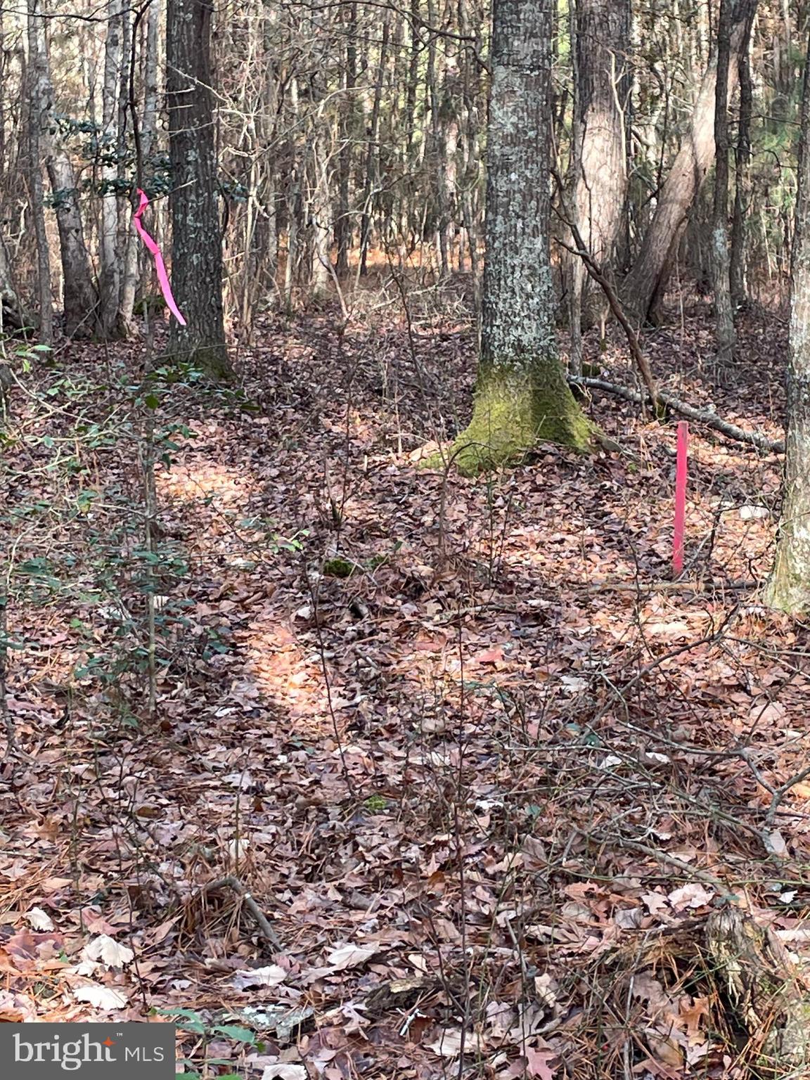13220 New Road Princess Anne, MD 21853 - Photo 4 of 16