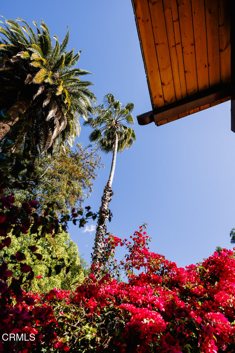 201 Monterey Road South Pasadena, CA 91030 - Photo 44 of 60 a plant