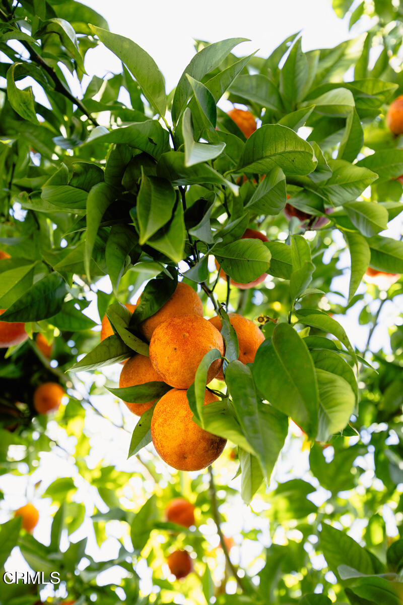 201 Monterey Road South Pasadena, CA 91030 - Photo 46 of 60 a view of plant