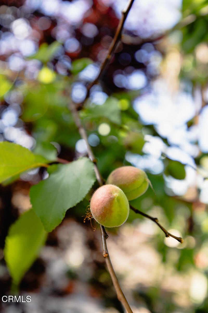 201 Monterey Road South Pasadena, CA 91030 - Photo 48 of 60 MLS_74