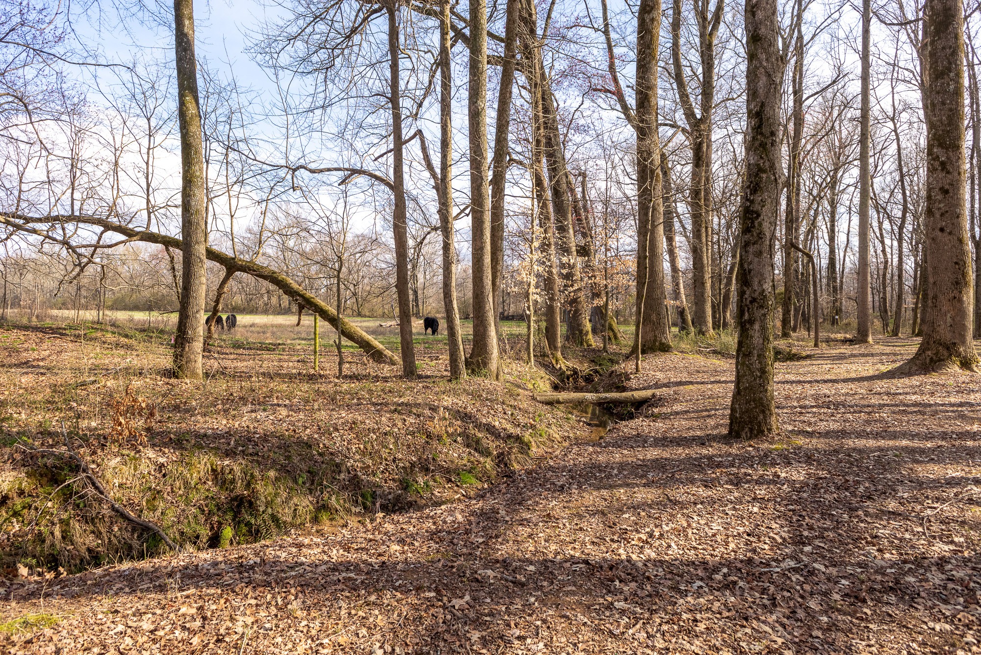 64 Elliot Road Ardmore, TN 38449 - Photo 25 of 64