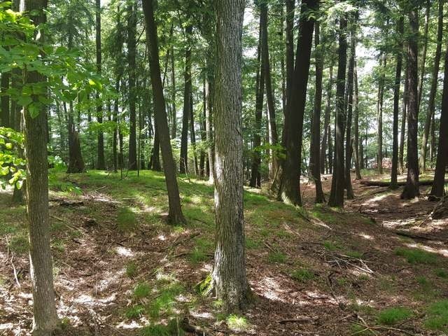 Lot 2 Wheeler Island Road Three Lakes, WI 54562 - Photo 1 of 20 Gallery Image 1