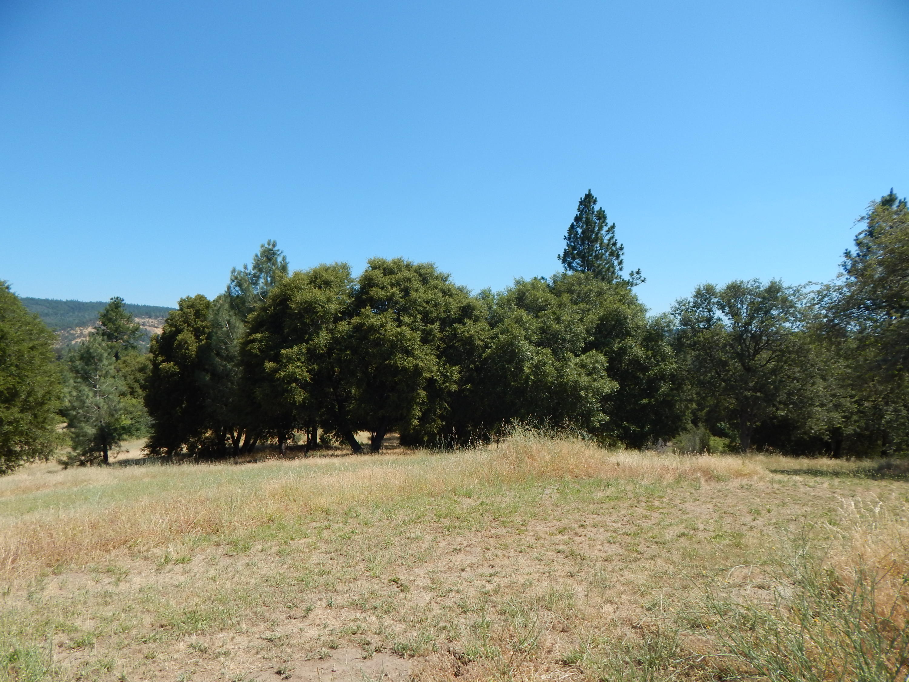 31820 Forward Road Manton, CA 96059 - Photo 89 of 95 DSCN6710