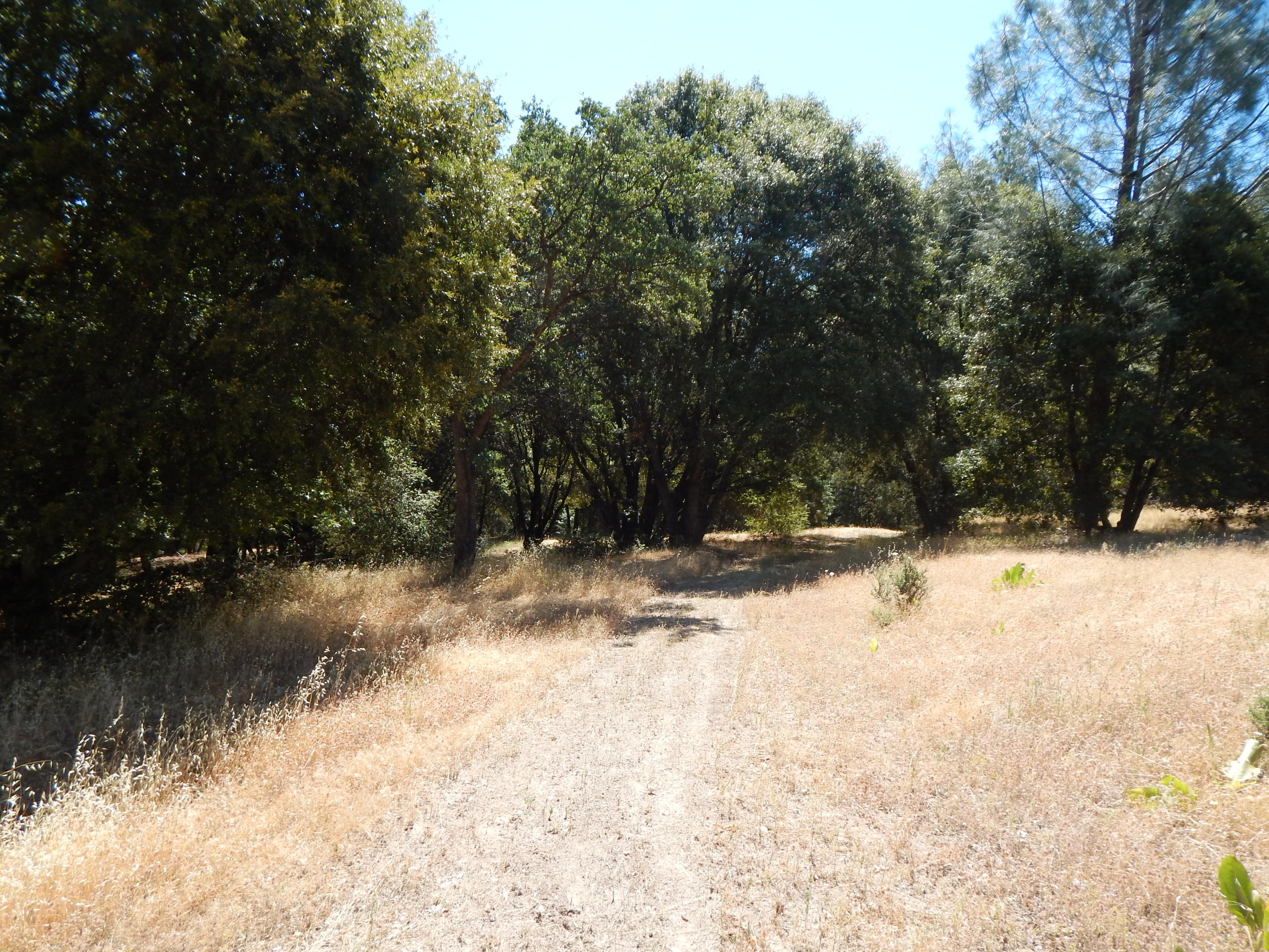 31820 Forward Road Manton, CA 96059 - Photo 91 of 95 DSCN6712